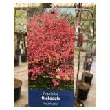 #5 Pot Prairiefire Crabapple