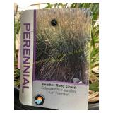 #3 Pot Feather Reed Grass