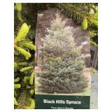 #3 pot Black Hills Spruce