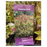 #3 pot Gold flame Spirea