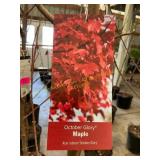 #5 Pot October Glory Maple