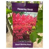 #3 Pot Dwarf Burning Bush