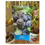 #1.5 pot Jersey Blueberry