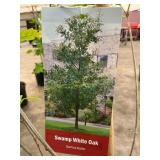 #5 Pot Swamp White Oak