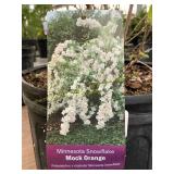 #3 Pot Minnesota Snowflake Mock Orange