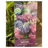 #3 pot LA Dreaming Hydrangea