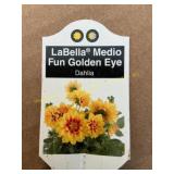 6 in pot Labella Golden Eye Dahlia