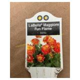 6 in pot Labella Golden Maggiore Fun Flame Dahlia