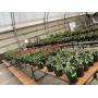 Friday, 5/1/26 Nursery Stock Online Auction @ 10AM