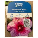 #3 Pot MoonShadow Rosita Hardy Hibiscus