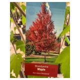 #5 Pot Brandywine Maple