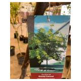 #7 Pot Sunburst Honey Locust