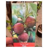#5 pot Santa Rosa Plum
