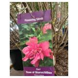#3 Pot Red Rose Of Sharon/Althea
