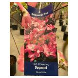 #5 pot Red Flowering Dogwood