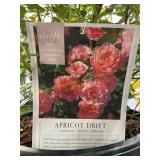 #3 Pot Apricot Drift Roses