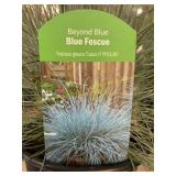 #1 Pot Beyond Blue - Blue Fescue
