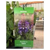 #1 Pot Blue Marvel Salvia