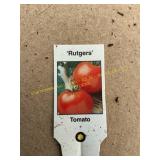 3 in pot Rutgers Tomato plant