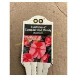 6 in pot Compact Red Candy SunPatiens