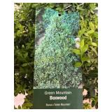 #3 Pot Green Mountain Boxwood