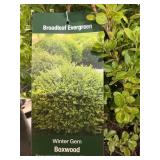 #3 Pot Winter Gem Boxwood