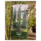 #3 Pot Skyrocket Juniper