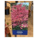 #5 Pot Prairiefire Crabapple