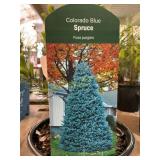 #3 Pot Colorado Blue Spruce