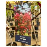 #5 Pot Profusion Crabapple