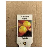 3 in pot Carolina Gold Tomato plant