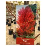 #10 Pot Autumn Blaze Maple