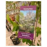 #7 pot Autumn Brilliance Serviceberry