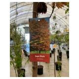 #7 pot Suger Maple