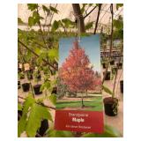 #5 pot Brandywine Maple