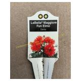 6 in pot LaBella Maggiore Fun Elmo Dahlia