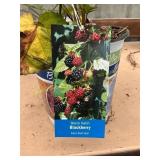 #1.5 pot Black Satin BlackBerry