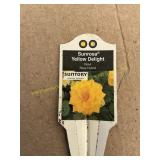 6 in pot Sunrosa Yellow Delight Rose