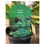#1 Francee Hosta