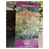 #3 Pot Goldflame Spirea