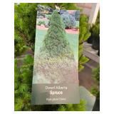 #3 Pot Dwarf Alberta Spruce