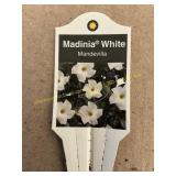 6 in pot Madonna White Mandevilla