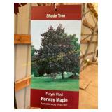 #10 Pot Royal Red Norway Maple
