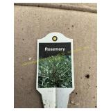 3 in pot Rosemary plant