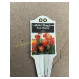 6 in pot LaBella Maggiore Fun Flame Dahlia