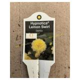 6 in pot Hypnotica Lemon Swirl Dahlia