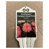 6 in pot Compact Coral Pink SunPatiens