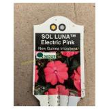 6 in pot Sol Luna Elec Pink New Guinea Impatiens