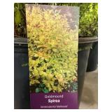 #3 Pot Goldmound Spirea