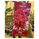 #10 Pot October Glory Maple